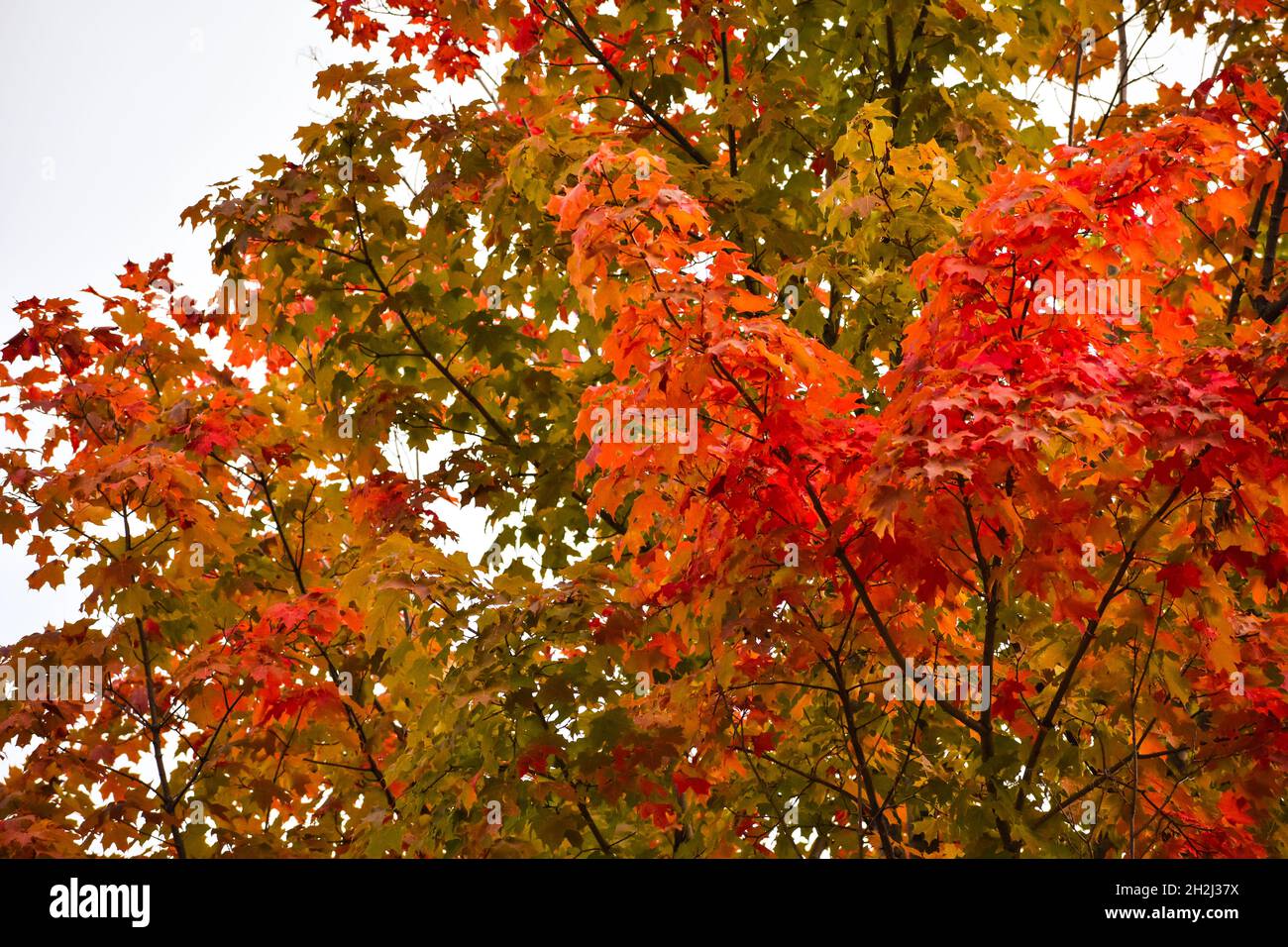 Feuilles d'automne aux couleurs vives aux couleurs rouge, orange, jaune et vert dans les montagnes Adirondack de New York, États-Unis Banque D'Images