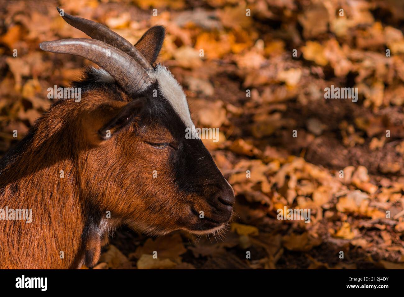 Un nap de chèvre brun pendant la journée sur fond de feuilles jaunes. Banque D'Images