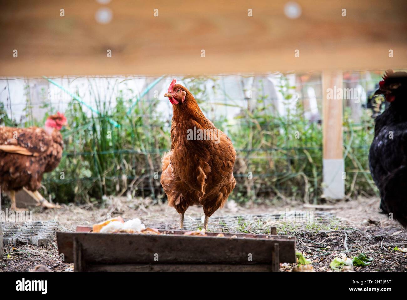 Euskal Oiloa poulet basque dans un poulailler communautaire à Ahetze (sud-ouest de la France) Banque D'Images