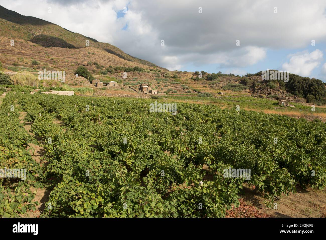Vignobles dans la vallée de la plaine de Ghirlanda à Pantelleria Banque D'Images