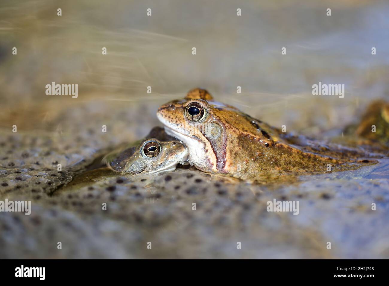 Grenouille de l’herbe Banque D'Images