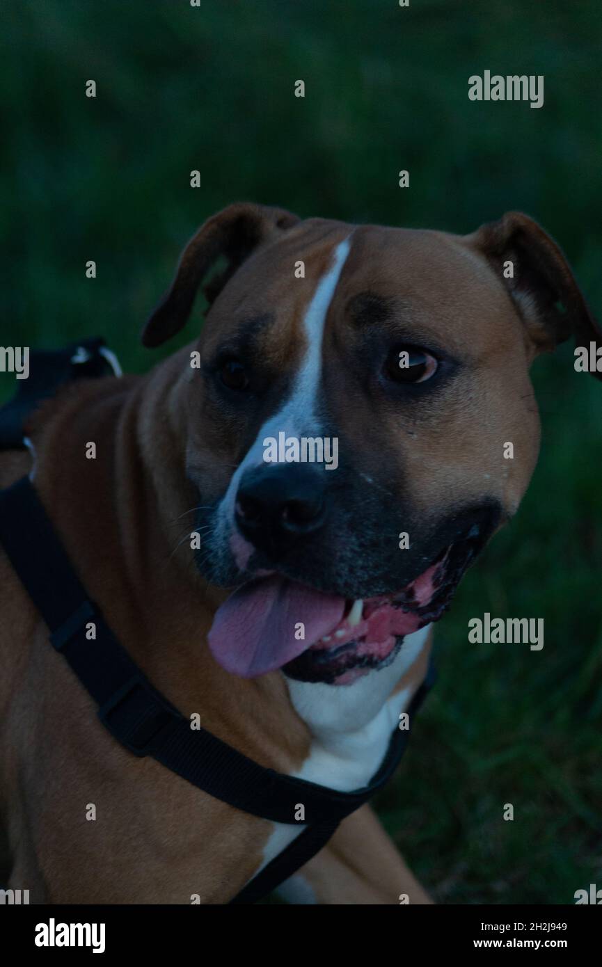 Gros plan vertical de l'American Staffordshire Terrier en plein air.Burnham, North Lincolnshire, Angleterre. Banque D'Images