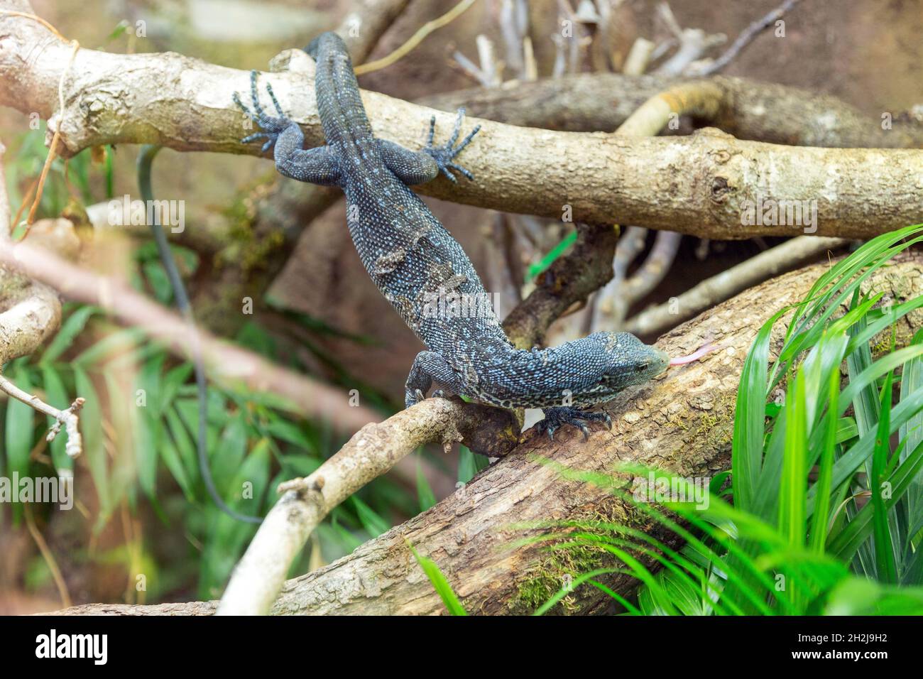 Blue Tree Monitor lizard Varanus macraei , zoo de Paignton, Devon, Angleterre, Royaume-Uni. Banque D'Images