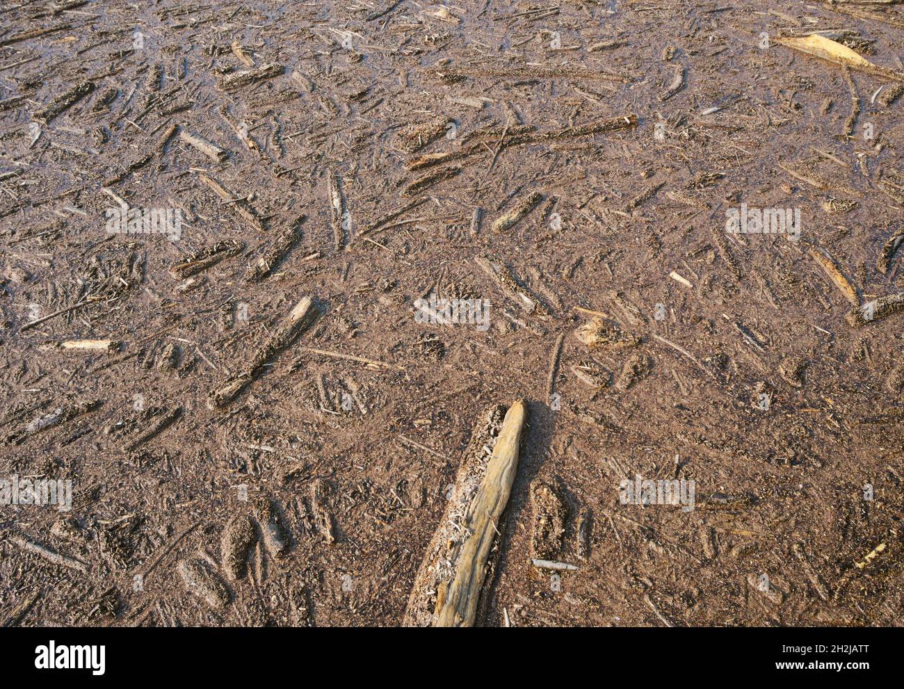 Branches en bois et autres bois sur la surface d'un lac à la suite de graves inondations Banque D'Images