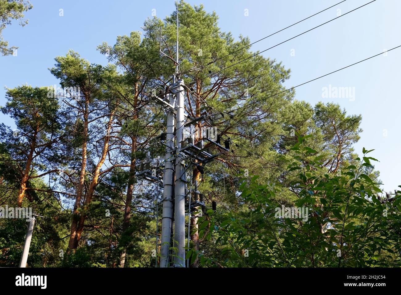Il y a une ligne électrique avec son poteau et les câbles peuvent être vus dans la forêt parmi beaucoup d'arbres.Cette ligne traverse la forêt en Pologne, près d'un village Banque D'Images