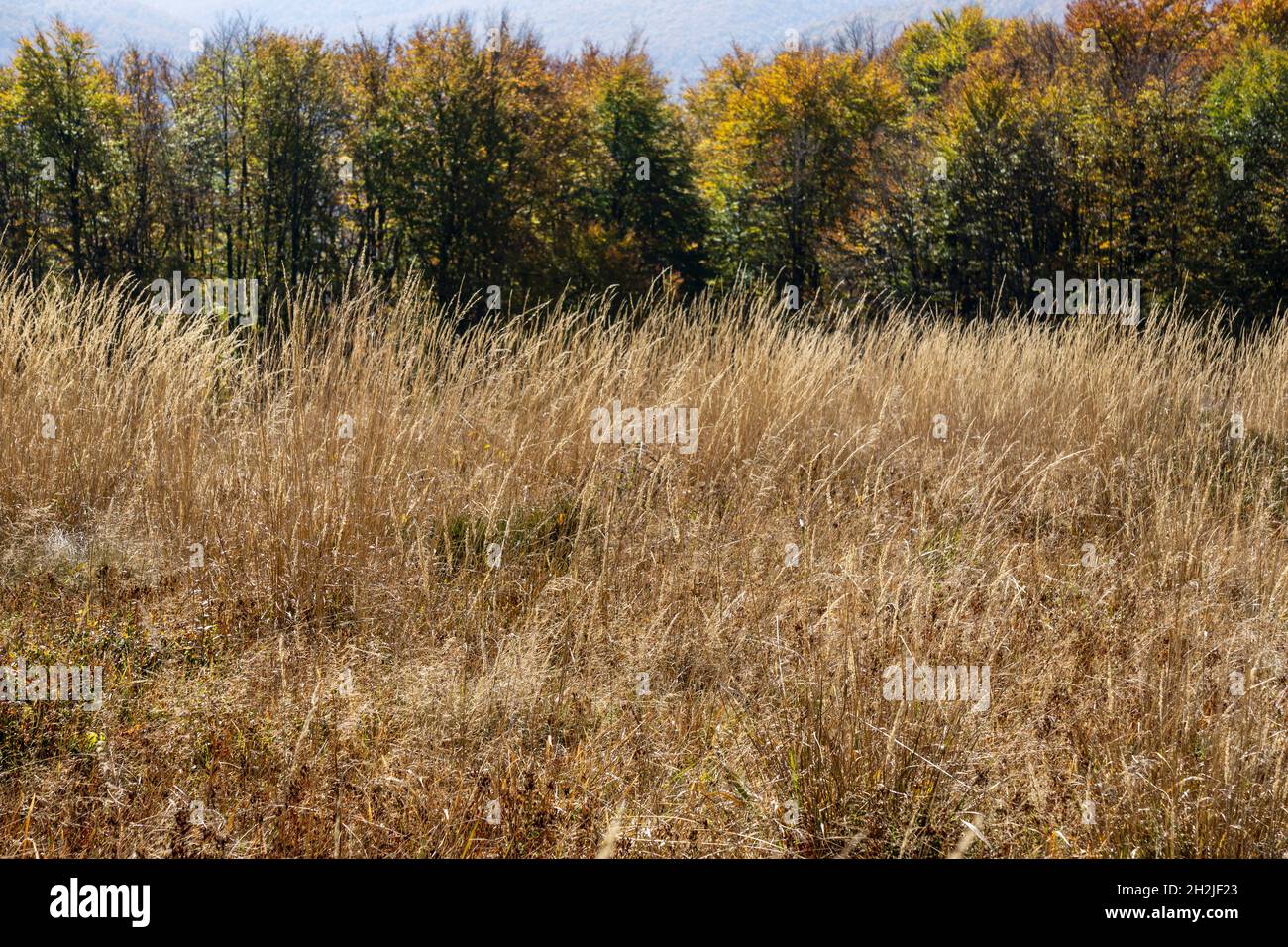 Automne dans les montagnes de Bieszczady. Banque D'Images