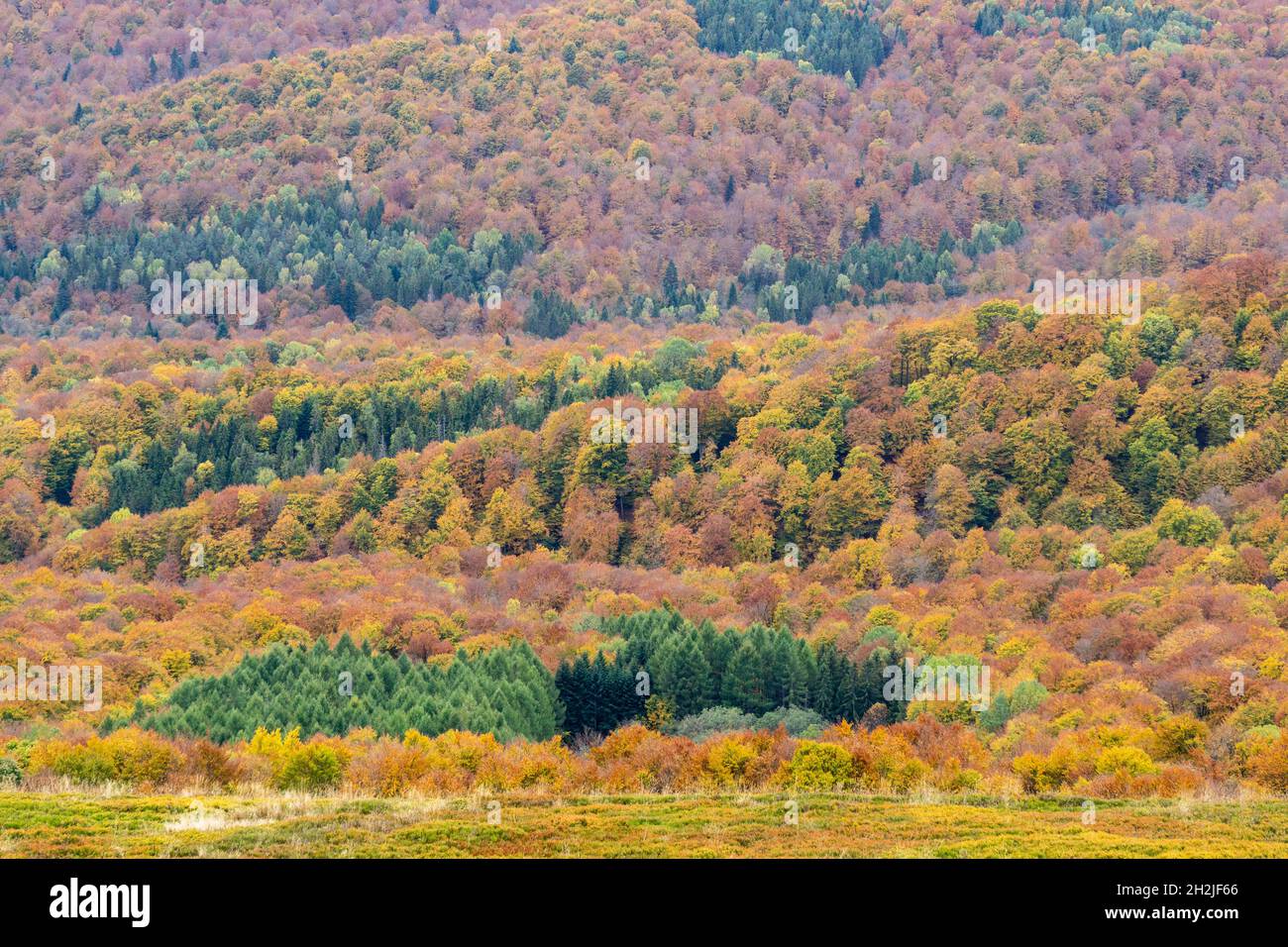 Automne dans les montagnes de Bieszczady. Banque D'Images