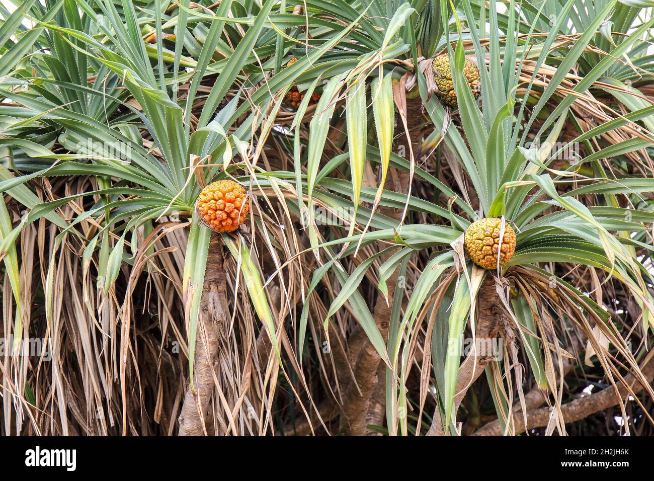 Le pandan tropical non comestible ou le pandanus (Pandanus odoratissimus L) pousse à partir de palmiers qui poussent sur l'île de Taiwan Banque D'Images