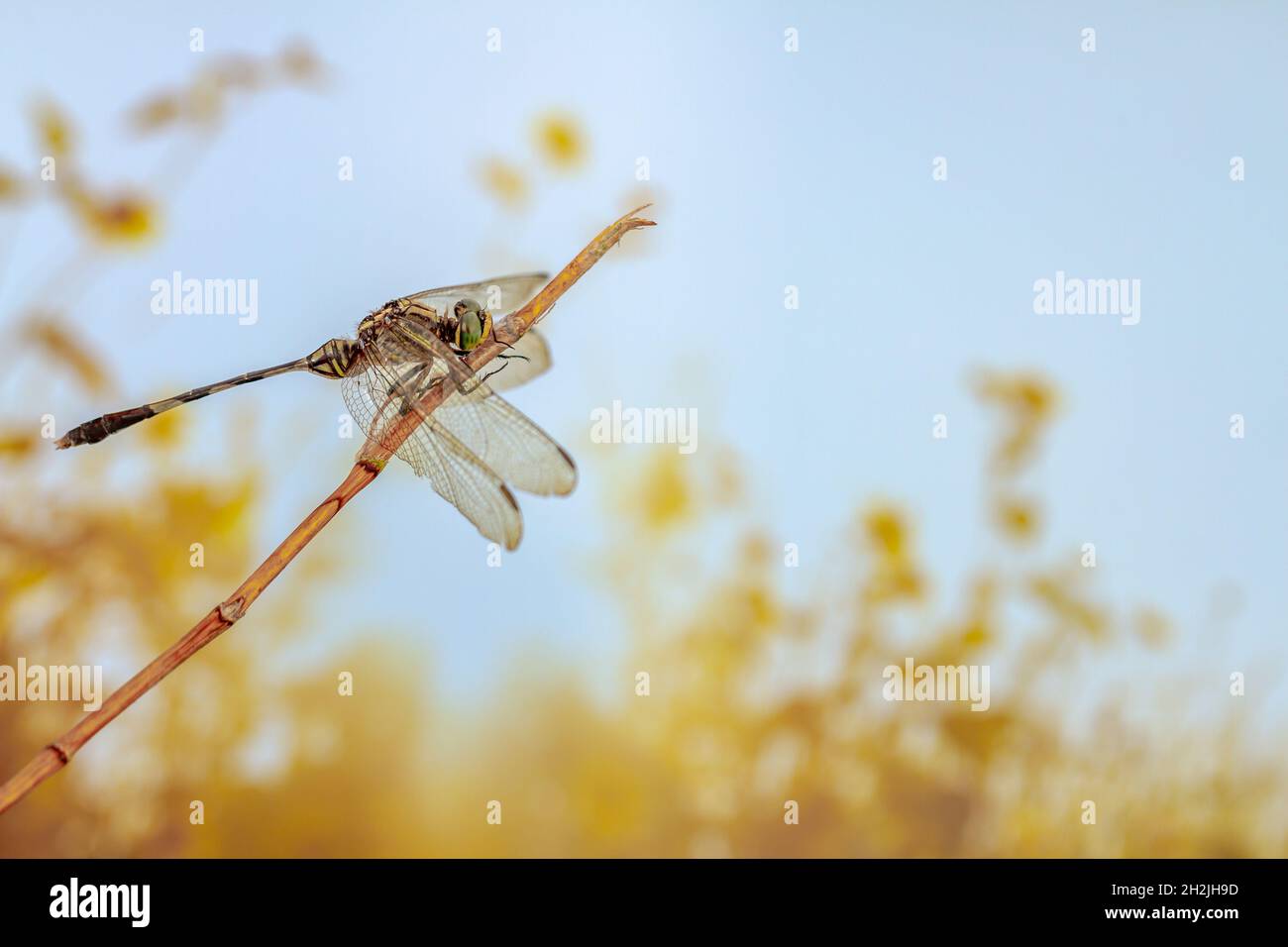Une libellule perchée sur une petite branche, sur fond de buissons par temps chaud, sur le thème de la nature et de la vie animale Banque D'Images