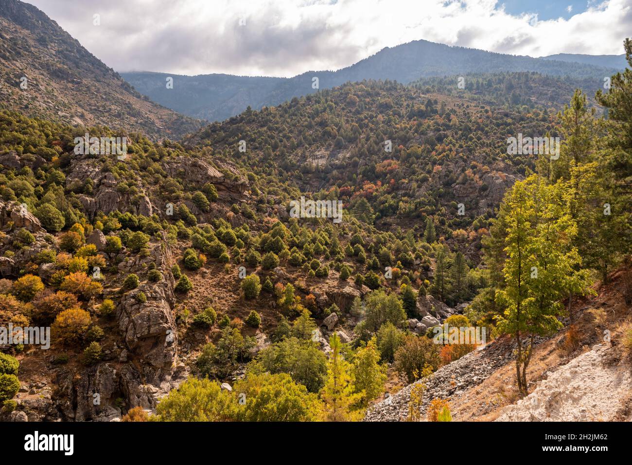 Couleurs automnales dans une forêt sur les rives de la vallée du Golo en Corse centrale Banque D'Images