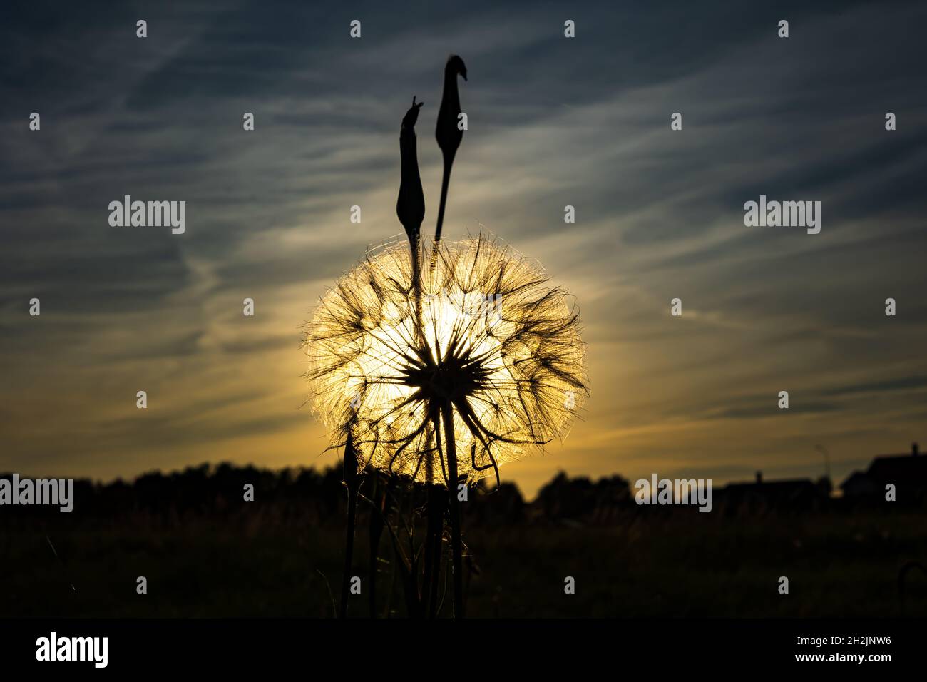 Le soleil est sorti vu par une pissenlit Banque D'Images