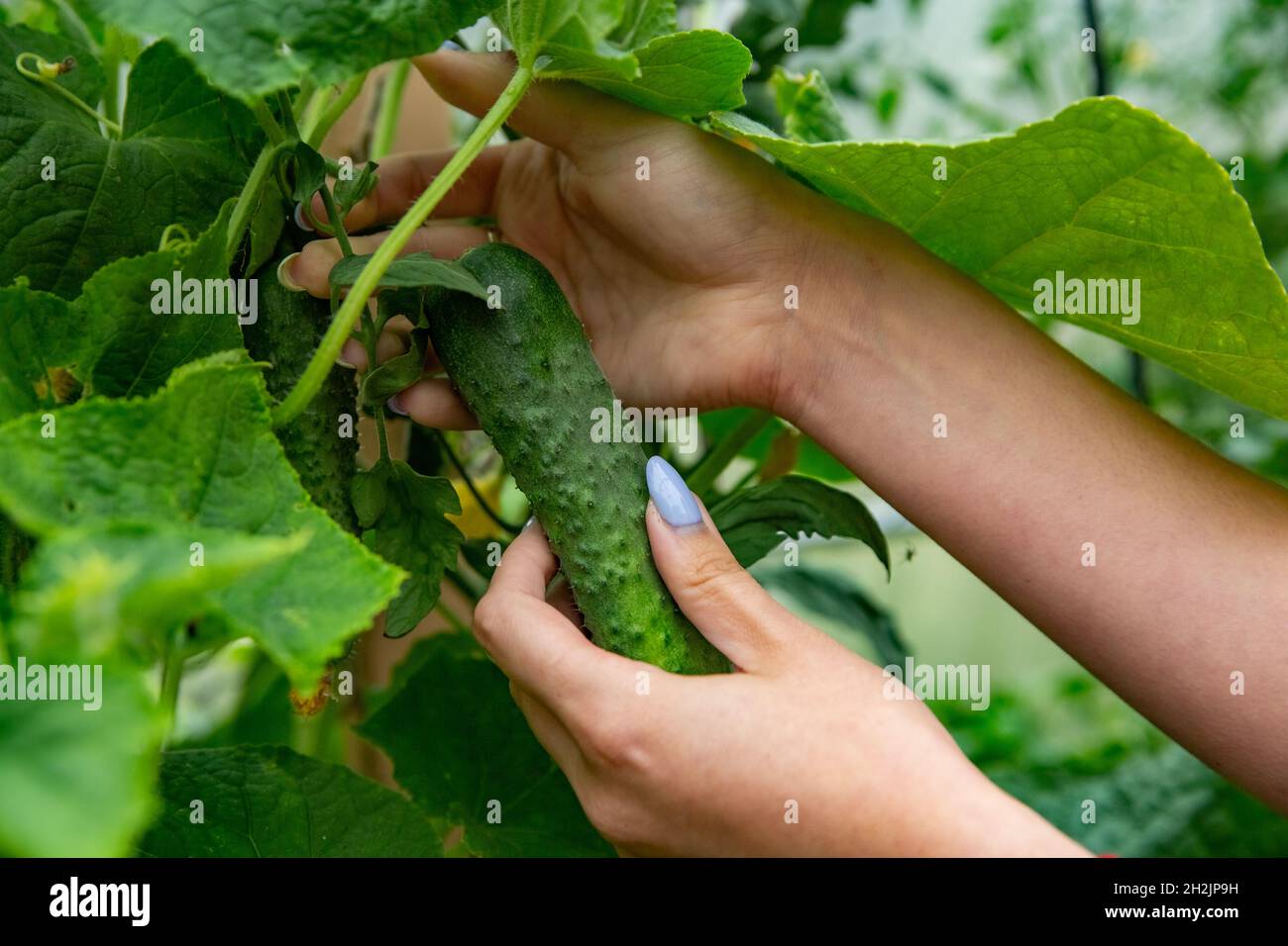 la main du jardinier cueille le concombre dans le potager. ne fermez pas le visage Banque D'Images