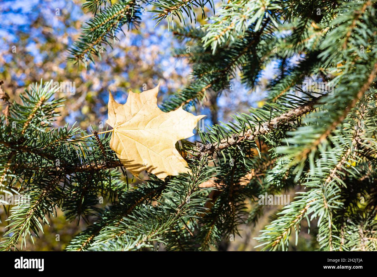 une seule feuille d'érable tombée dans les aiguilles d'un épicéa se ferme le jour ensoleillé de l'automne Banque D'Images