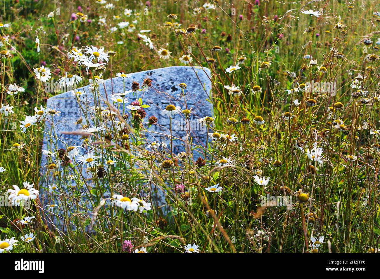 Une vieille pierre à tête en granit dans un cimetière désaffecté, surcultivée par l'herbe et les fleurs sauvages. Banque D'Images