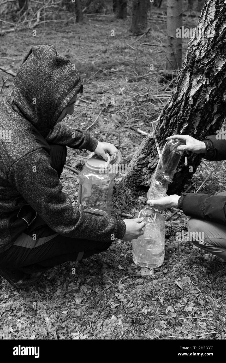 Utile sève de bouleau de printemps, méthode de récolte de goutte de bouleau dans les bois, les hommes prennent les bouteilles avec le jus fini. Banque D'Images