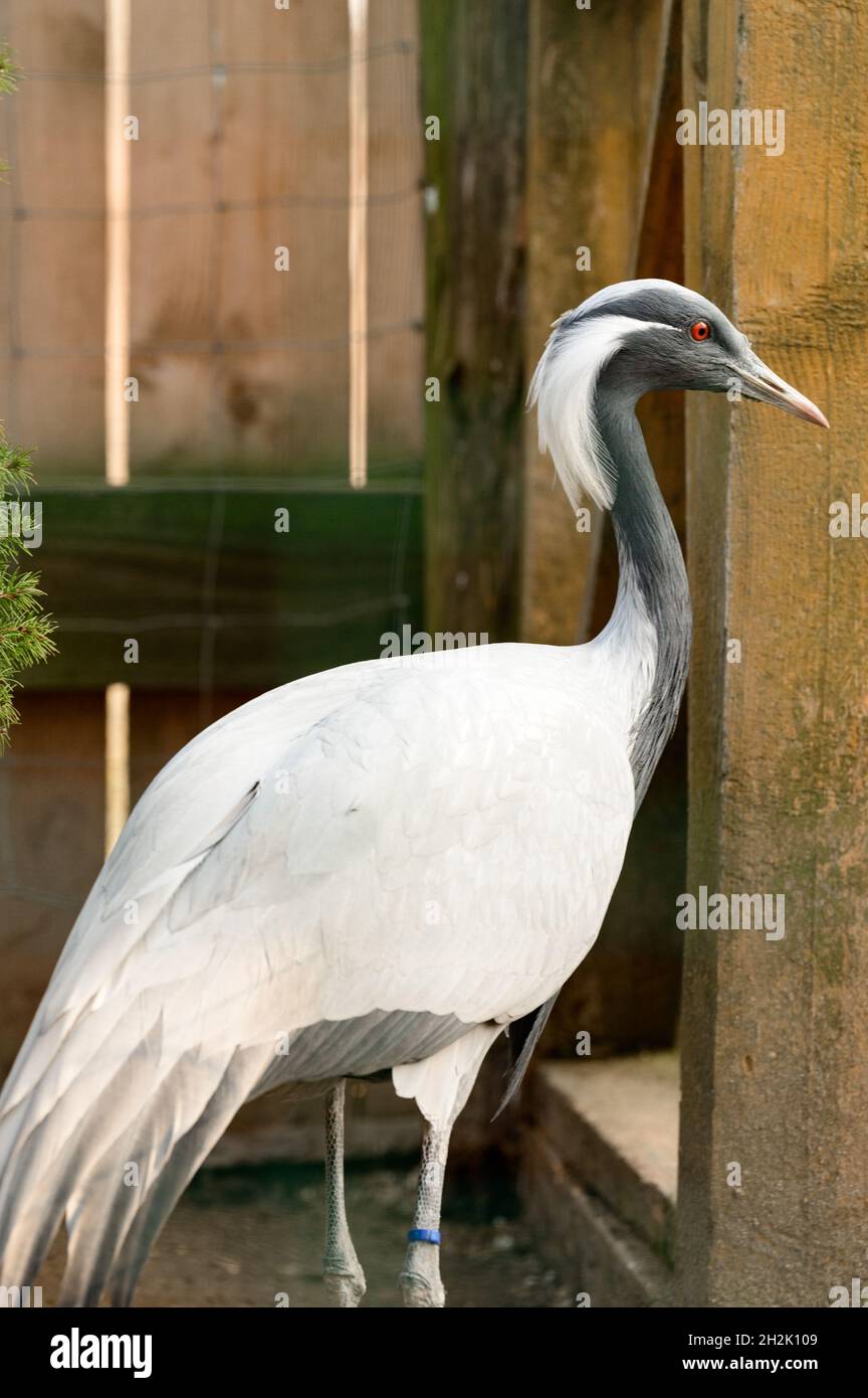 Portrait d'un oiseau dans le zoo, Anthropoides virgo, un oiseau enfermé dans une cage. Banque D'Images