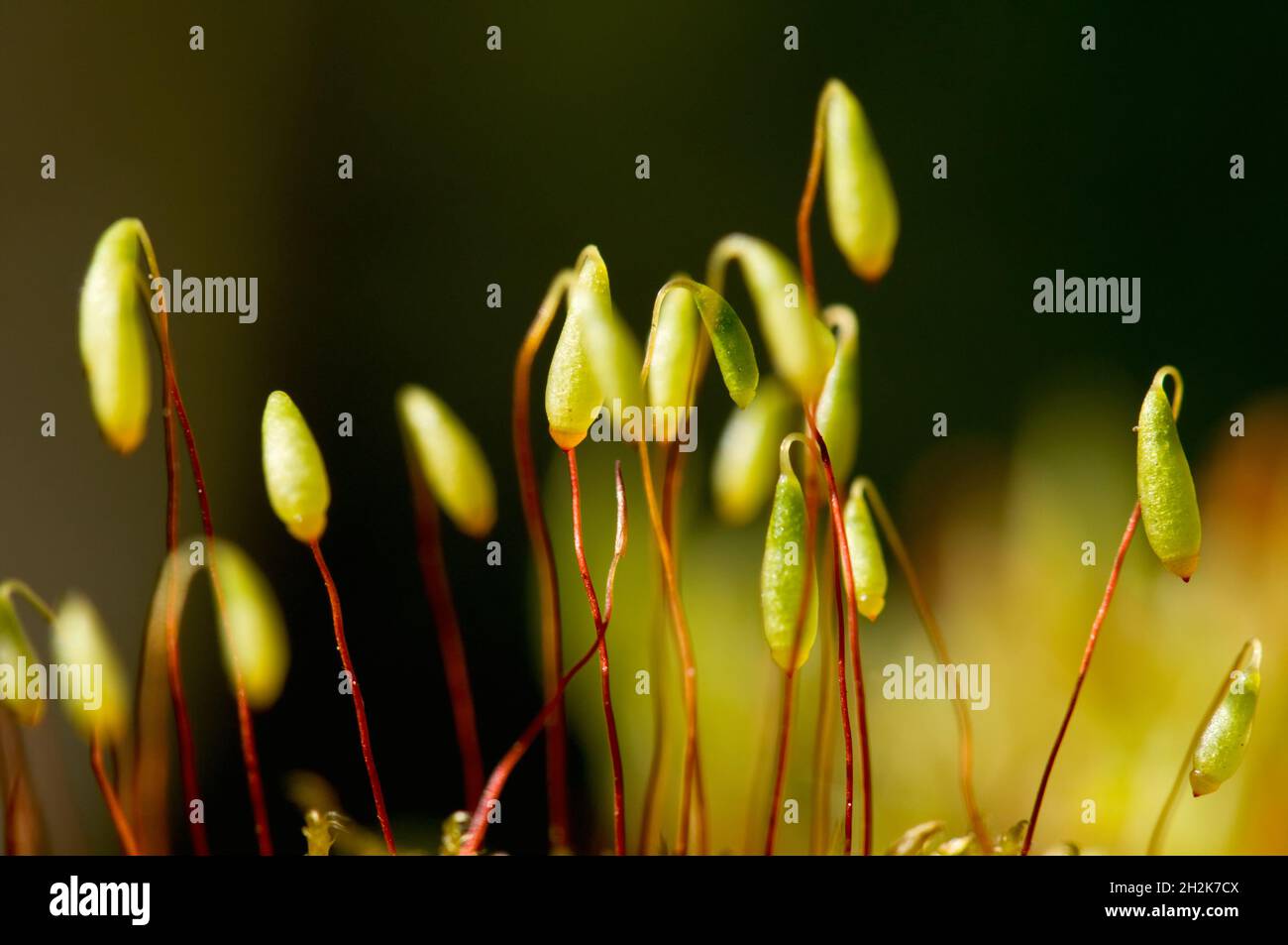 Gros plan de minuscules spores de nouvelles mousses qui se sont emmenées au printemps le jour de forte luminosité à Ardgay, en Écosse, au Royaume-Uni Banque D'Images