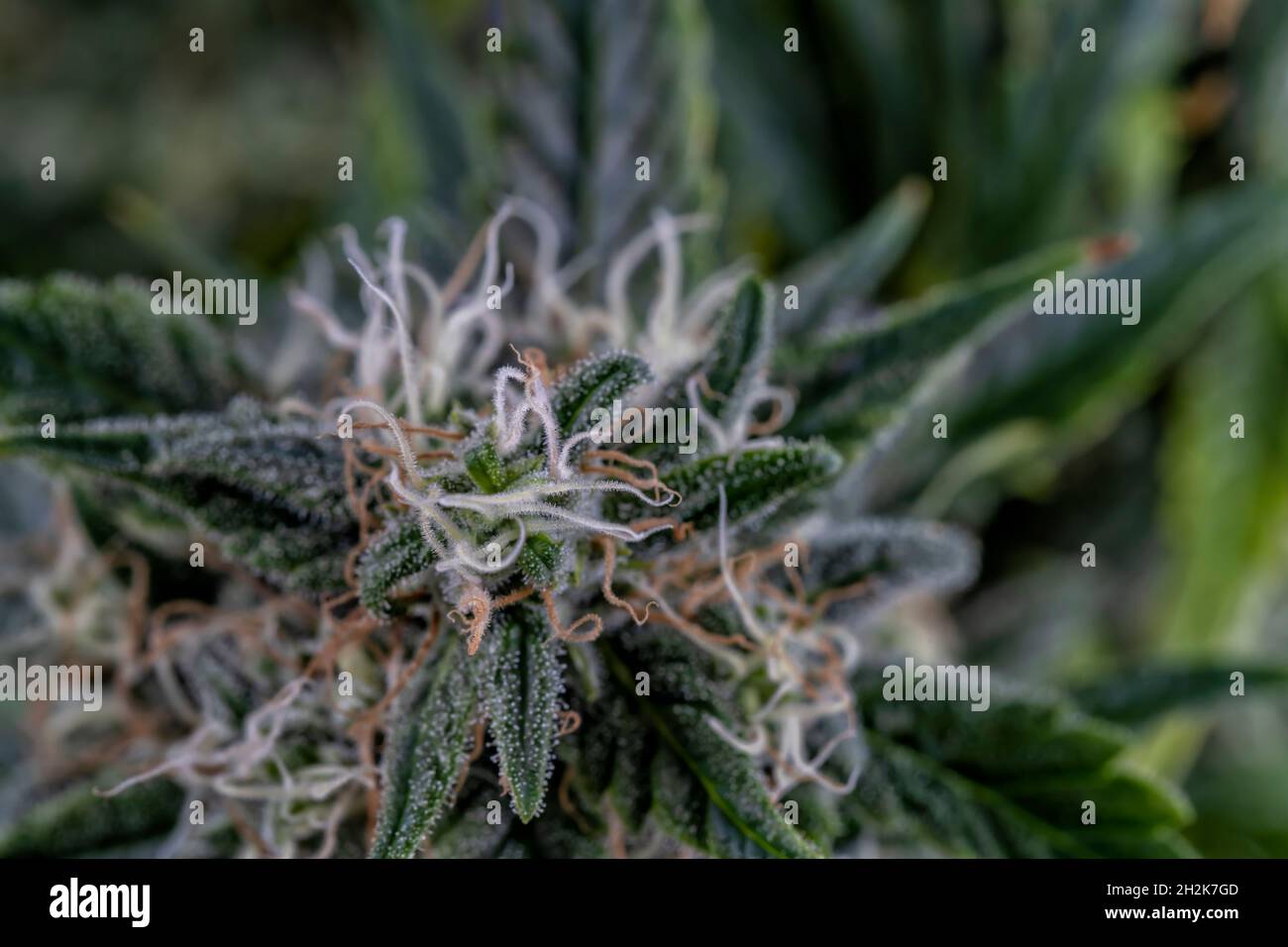 Un détail macro de tête du bourgeon d'une plante Widow blanche Banque D'Images
