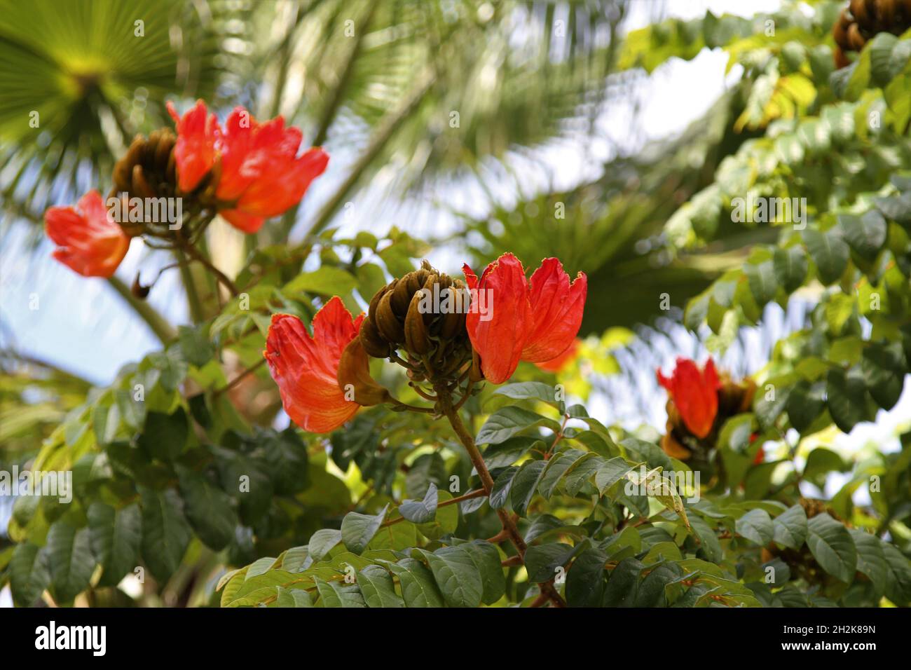 Arbre de tulipe africain, arbre de fontaine de cloche de feu Banque D'Images
