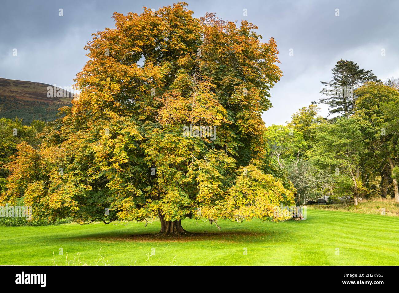 Une image HDR d'un arbre à noix de Chestnut à cheval commun, Aesculus hippocastanum, en Lochaber, Écosse, en 3.10 octobre 2021 Banque D'Images