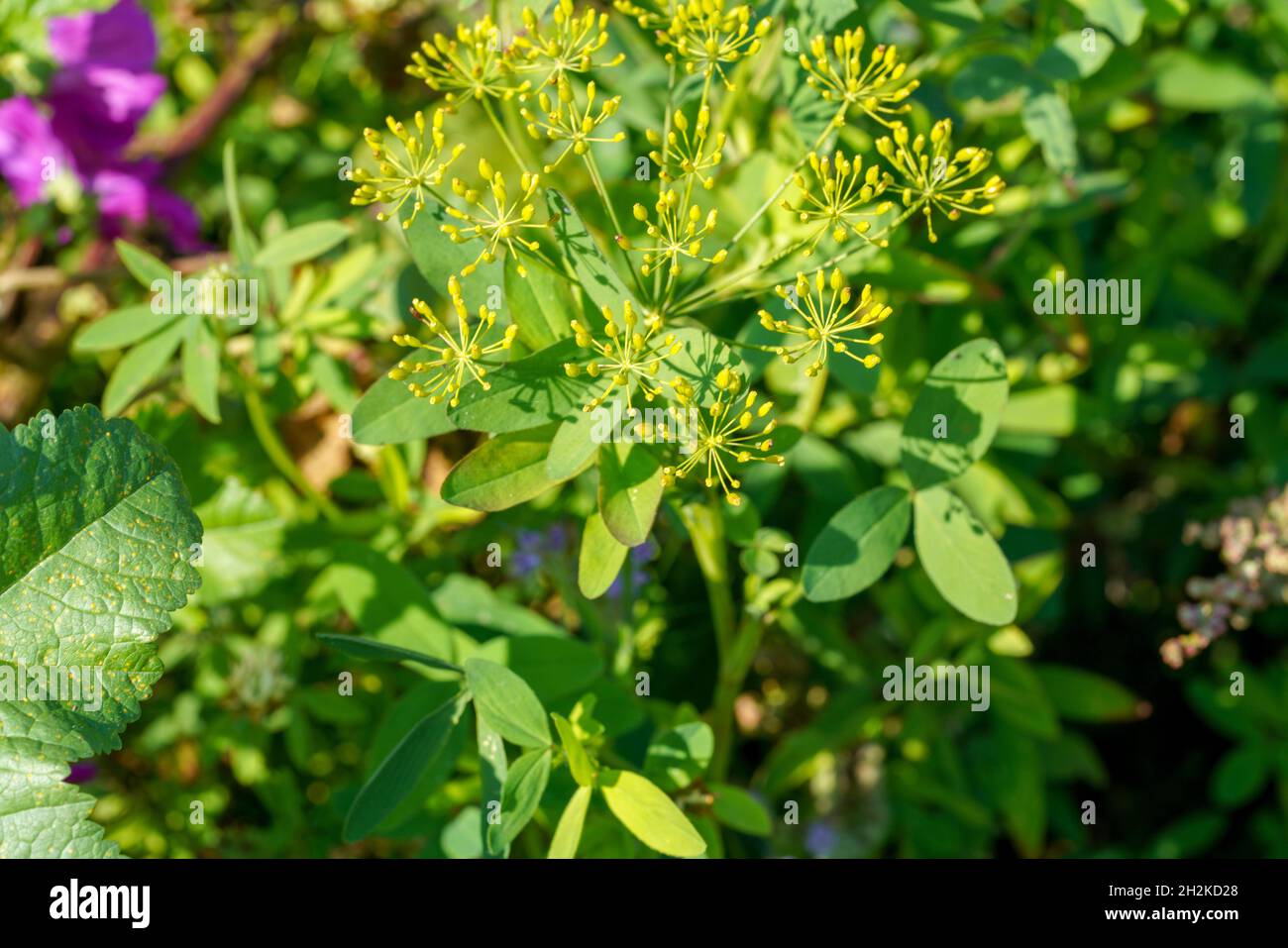 Gros plan d'une plante Perfoliate Alexanders sous la lumière du soleil Banque D'Images