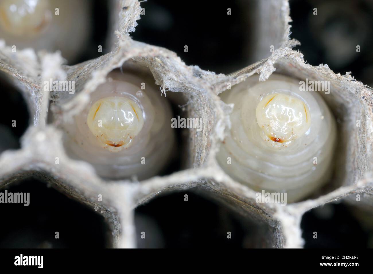 Cellules hexagonales avec des larves de guêpe (Vespula Vulgaris — free download