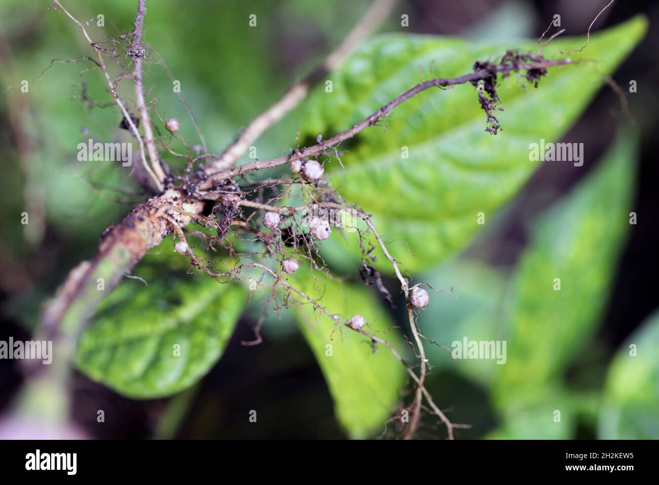 Nodules sur les racines du haricot.Les bactéries fixatrices d'azote atmosphérique vivent à l'intérieur Banque D'Images