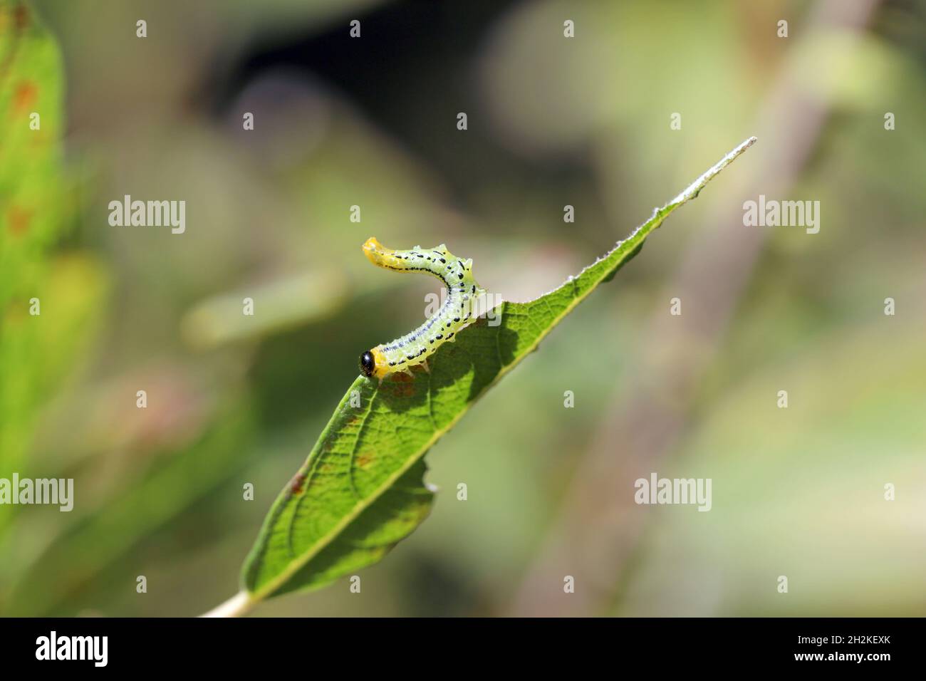 Chenilles de Pteronidea salicis - ravageur qui mange des feuilles de saules, également cultivées dans des jardins Banque D'Images