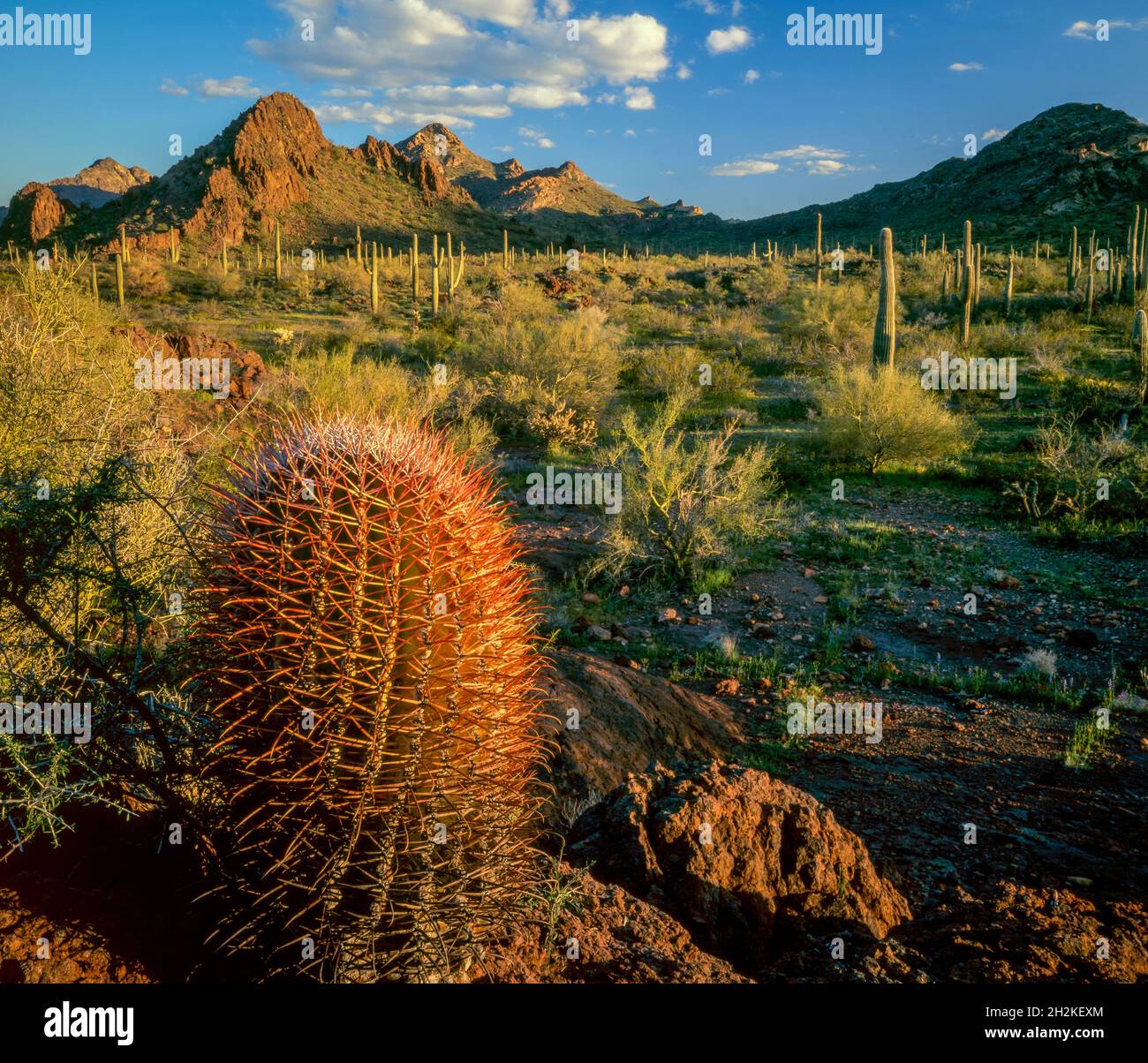 Barrel Cactus, Echinocactus polycephalus, montagnes Puerto Blanco, Organ Pipe Cactus National Monument, Arizona Banque D'Images