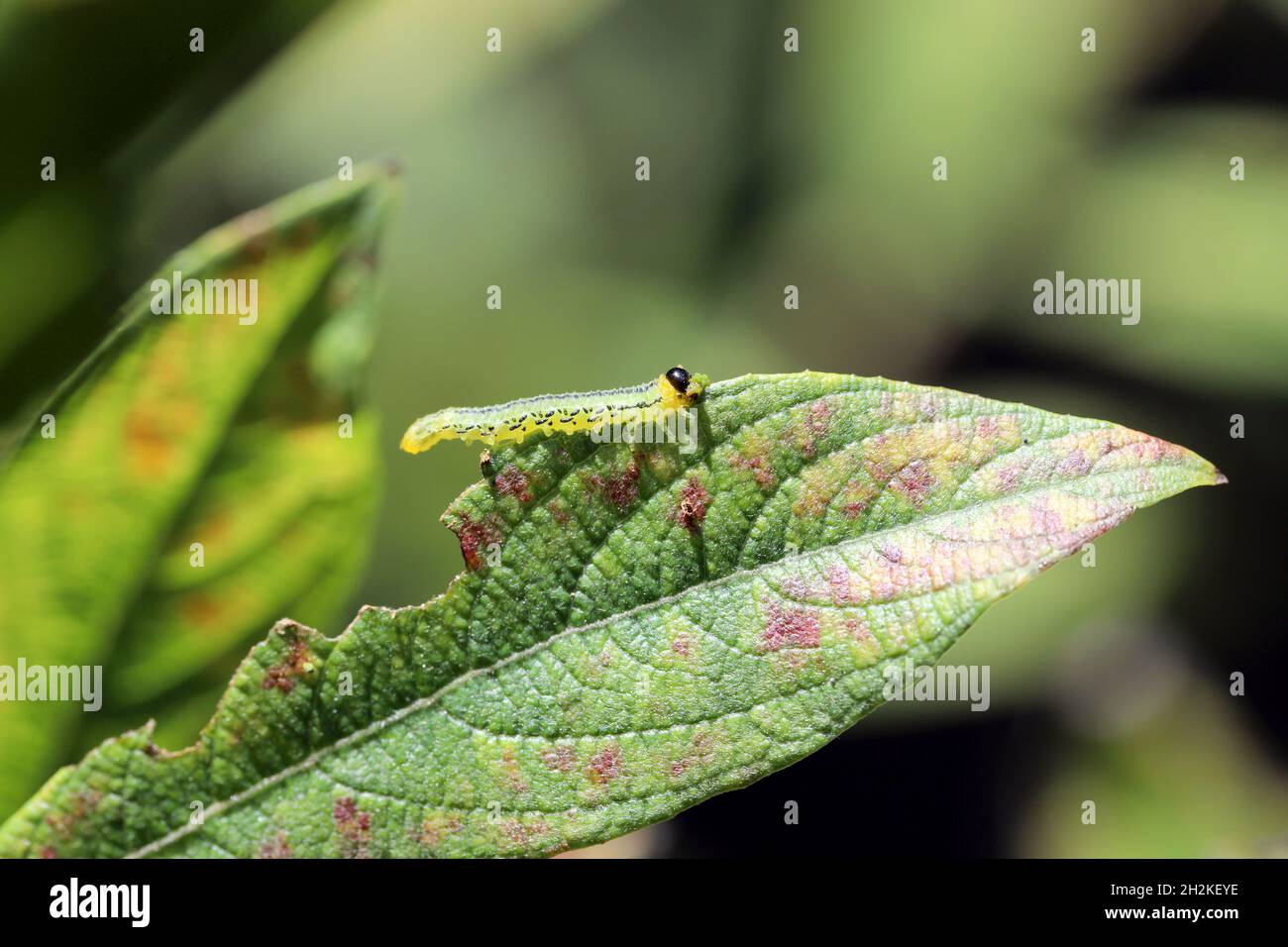 Chenilles de Pteronidea salicis - ravageur qui mange des feuilles de saules, également cultivées dans des jardins Banque D'Images