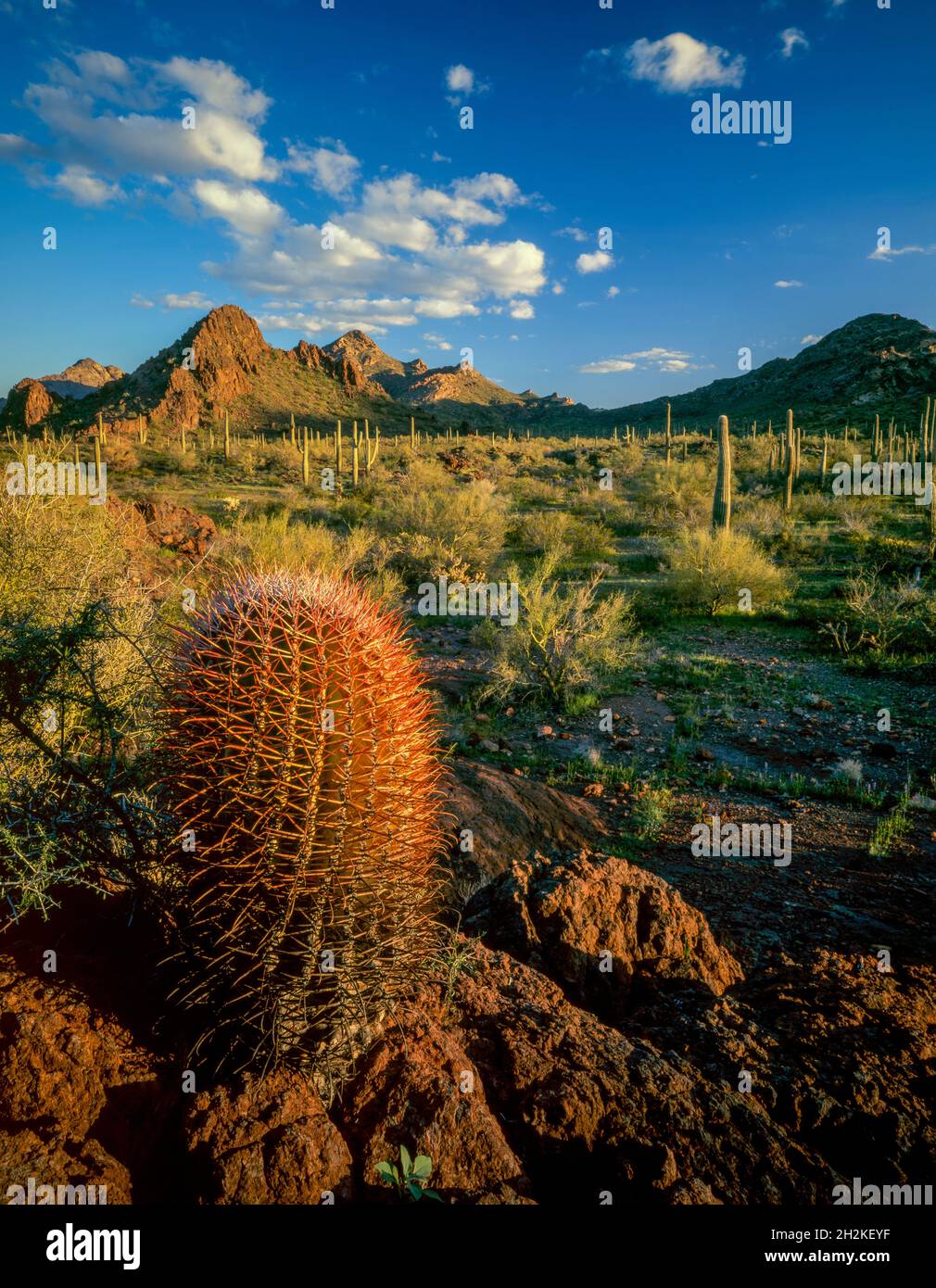 Barrel Cactus, Echinocactus polycephalus, montagnes Puerto Blanco, Organ Pipe Cactus National Monument, Arizona Banque D'Images