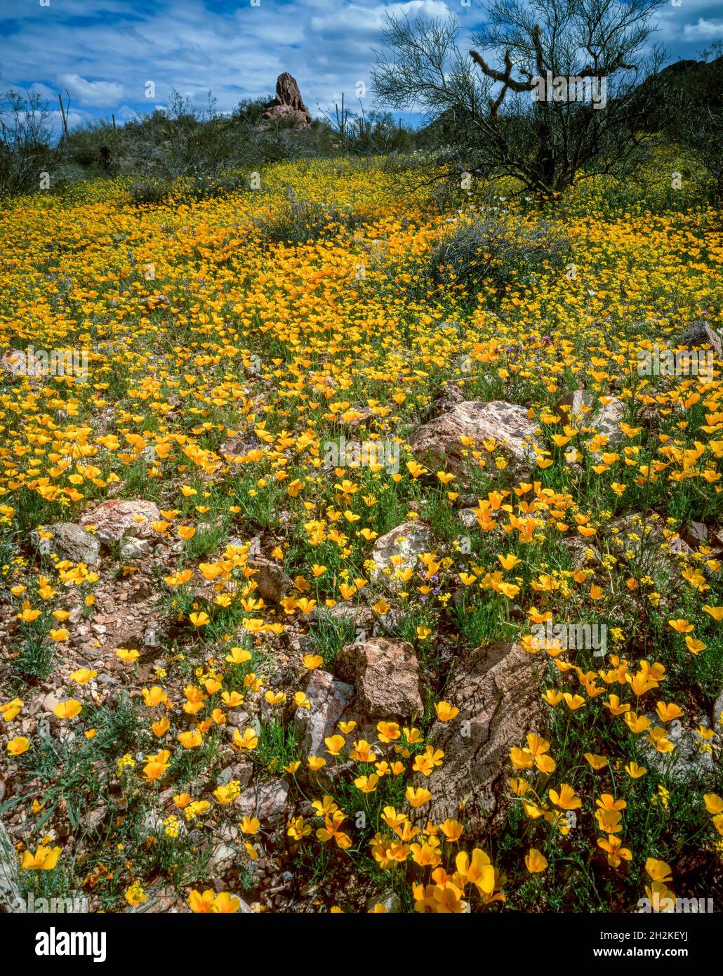 Poppies mexicaines, Argemone mexicana, Ajo Mountains, Organ Pipe Cactus National Monument, Arizona Banque D'Images