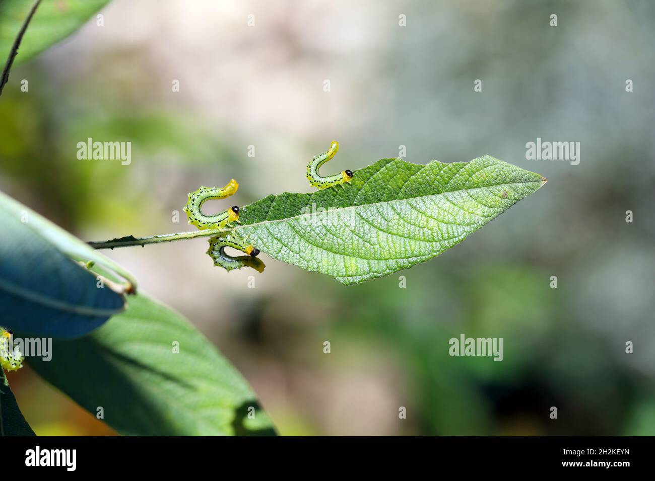 Chenilles de Pteronidea salicis - ravageur qui mange des feuilles de saules, également cultivées dans des jardins Banque D'Images