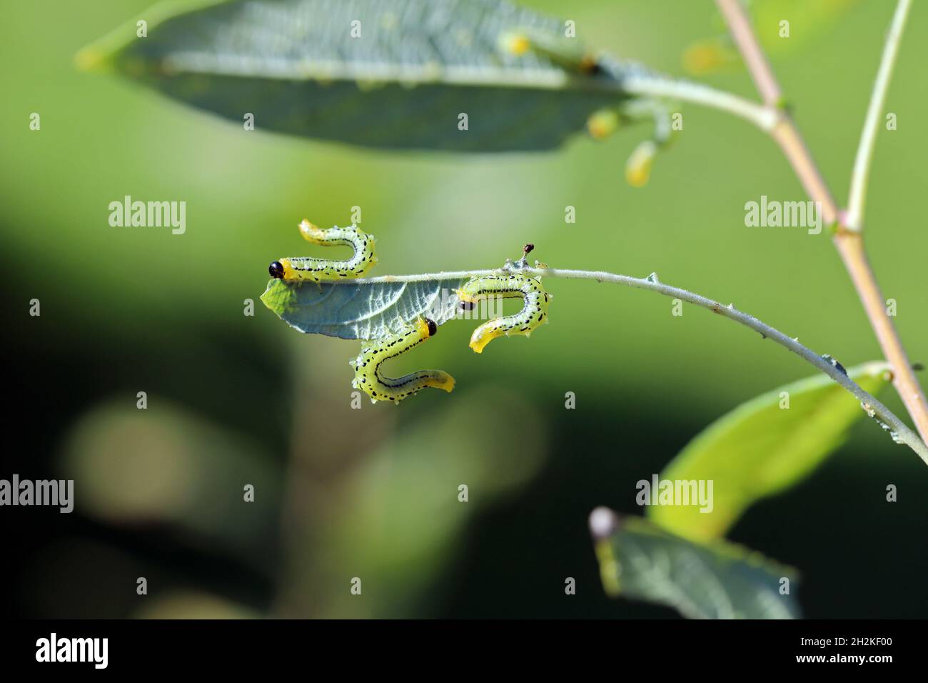 Chenilles de Pteronidea salicis - ravageur qui mange des feuilles de saules, également cultivées dans des jardins Banque D'Images