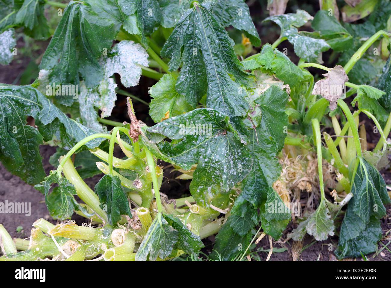 Moisissure sur la feuille de zucchini, zucchini infecté par la maladie et endommagé par le gel. Banque D'Images