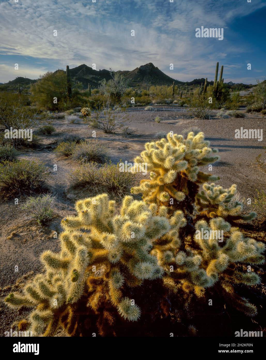Teddy Bear Cholla, refuge national de la faune de Cabeza Prieta, Organ Pipe Cactus National Monument, Arizona Banque D'Images