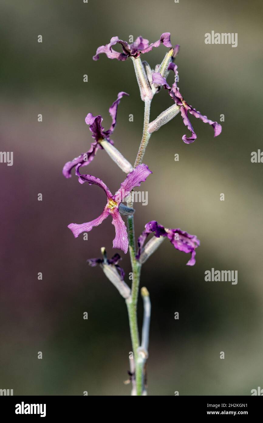 Fleurs naturelles et sauvages - Matthiola fruticulosa. Banque D'Images