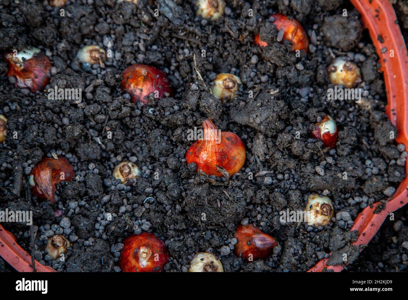 planter des bulbes de tulipe et de crocus dans un panier en automne Banque D'Images