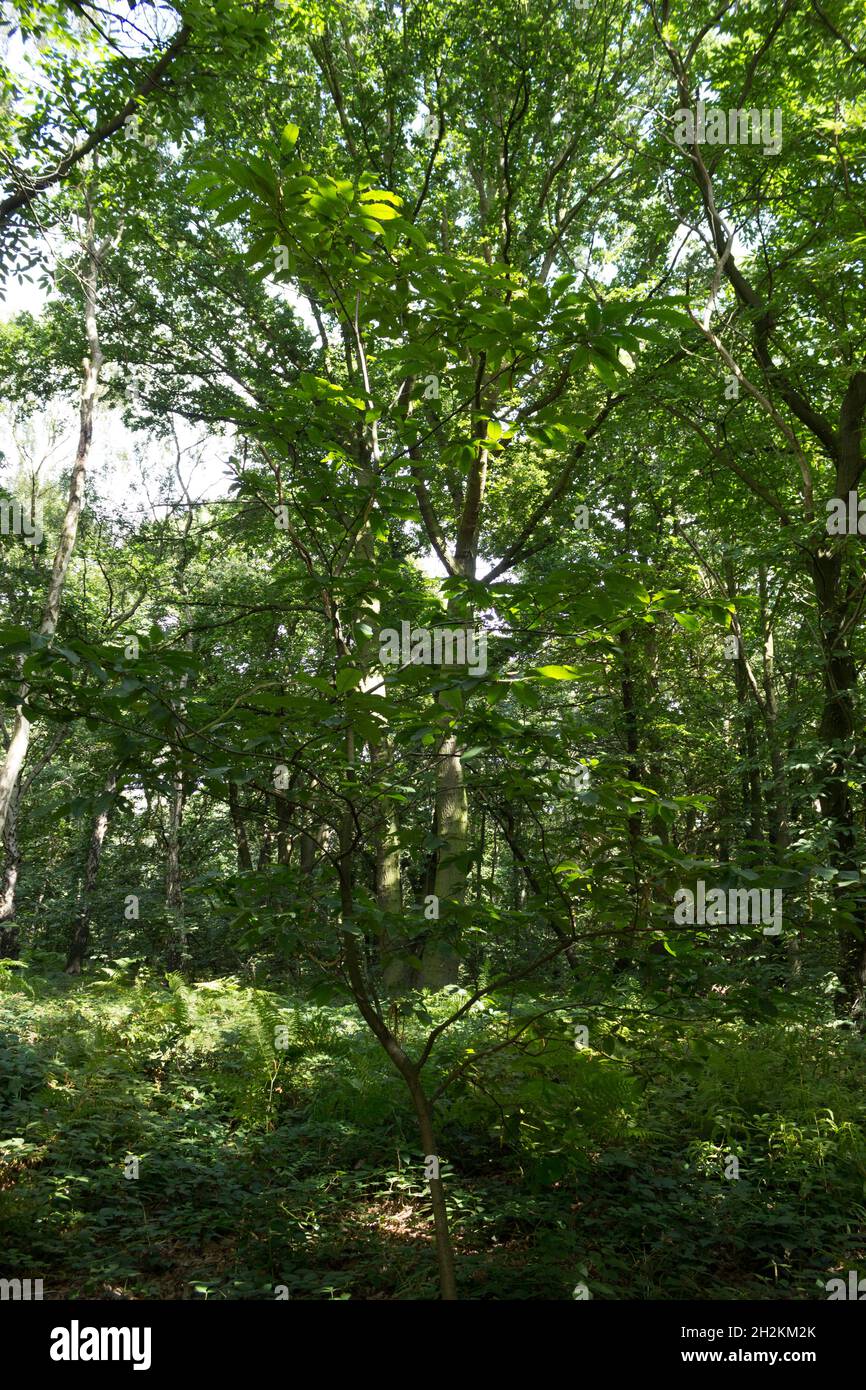 Portrait d'arbre, vue à pied sur la campagne de Summertime, grands arbres et verdure, bois, tronc d'arbre, nature, nature sauvage, Feuilles, écorce d'arbre Banque D'Images