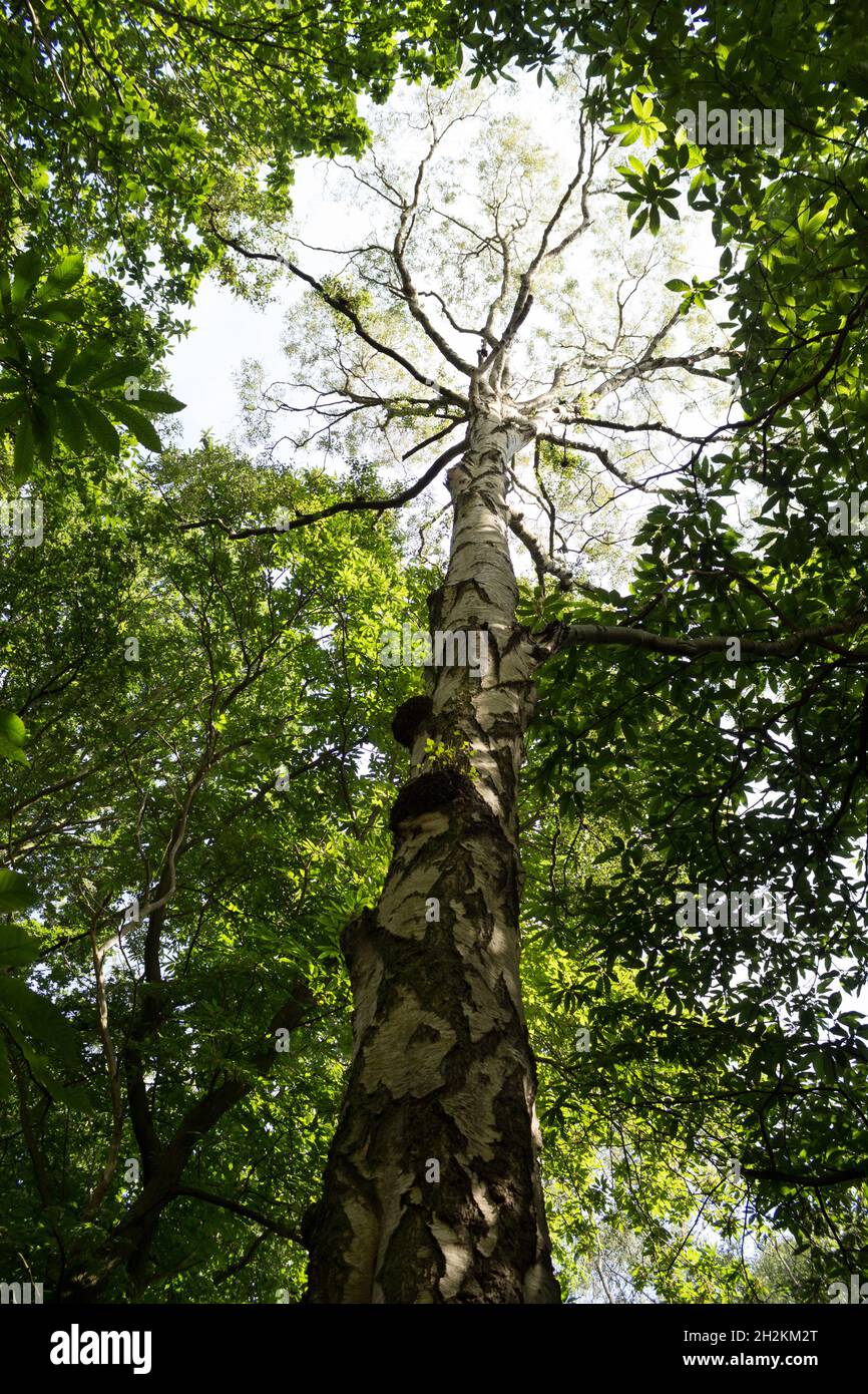 Portrait d'arbre, vue vers le haut, vue sur la promenade de Summertime Countryside Lane, arbres hauts et verdure, bois, tronc d'arbre, nature, Wilderness, Feuilles, écorce d'arbre Banque D'Images