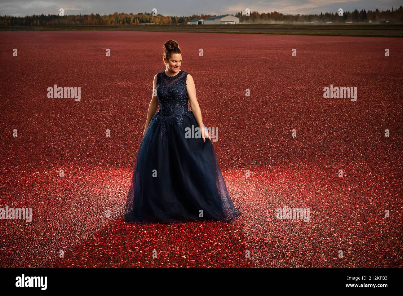 Femme en robe bleue semble marcher sur le champ de canneberges Banque D'Images