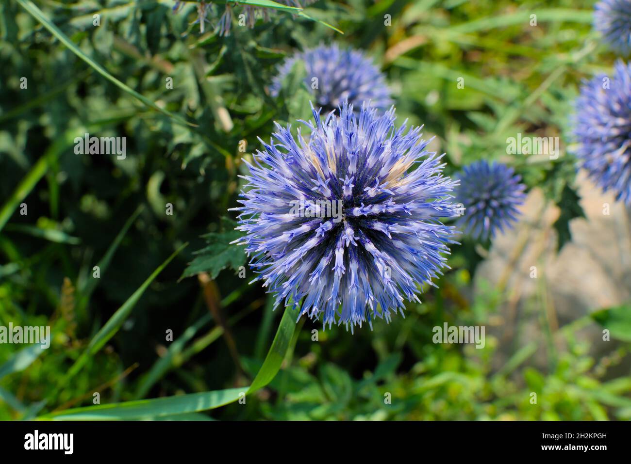 Magnifiques têtes de fleurs bleu clair d'un chardon en forme de globe (Echinops ritro) dans un jardin à Ottawa, Ontario, Canada. Banque D'Images