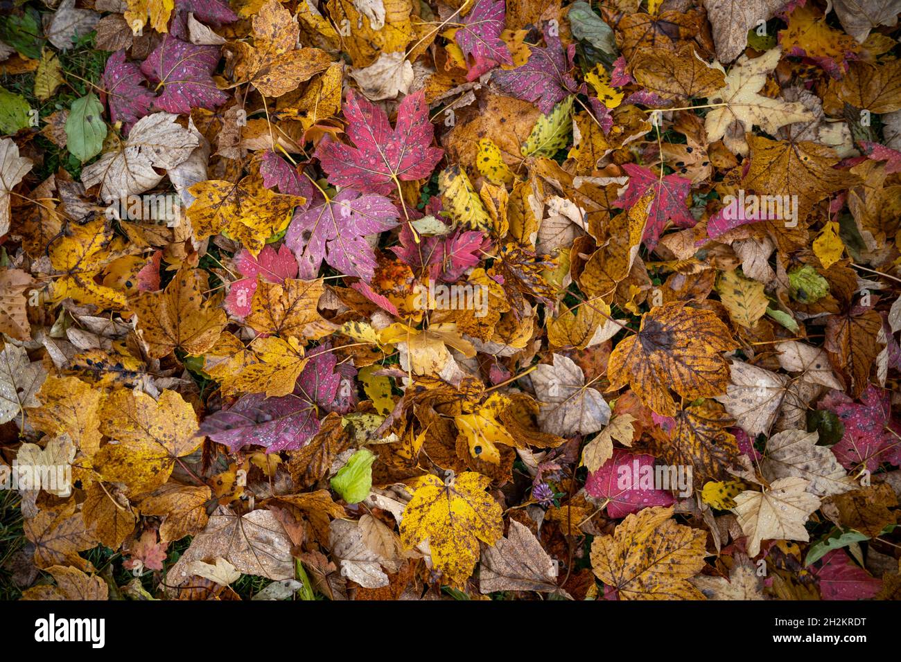 Magnifique automne laisse dans des couleurs vives comme concept de motif pour la saison d'automne colorée. Banque D'Images