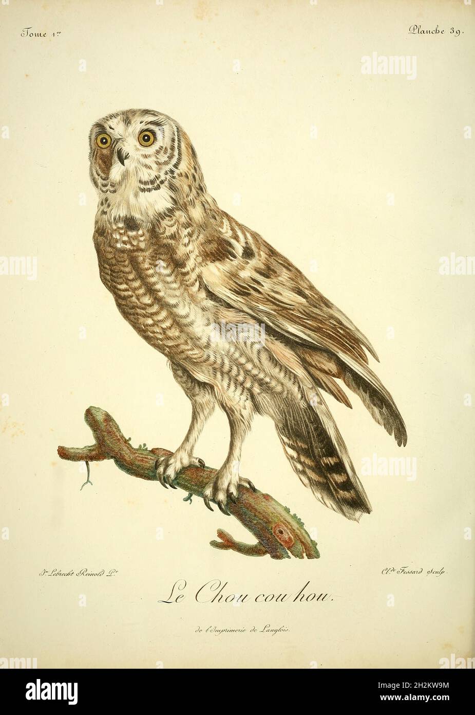 Oiseaux nocturnes Banque de photographies et d’images à haute — free download