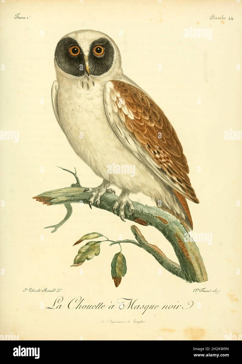Hibou à pattes rufeuses, illustration du XVIIIe siècle Banque D'Images
