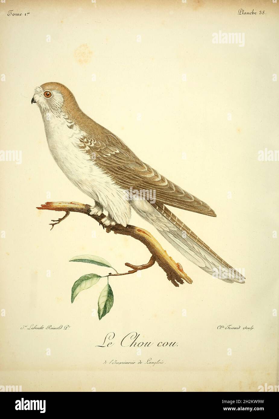 Oiseau nocturnes Banque de photographies et d’images à haute résolution — free download