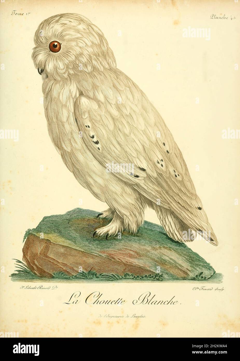 Hibou de la grange, illustration du XVIIIe siècle Banque D'Images