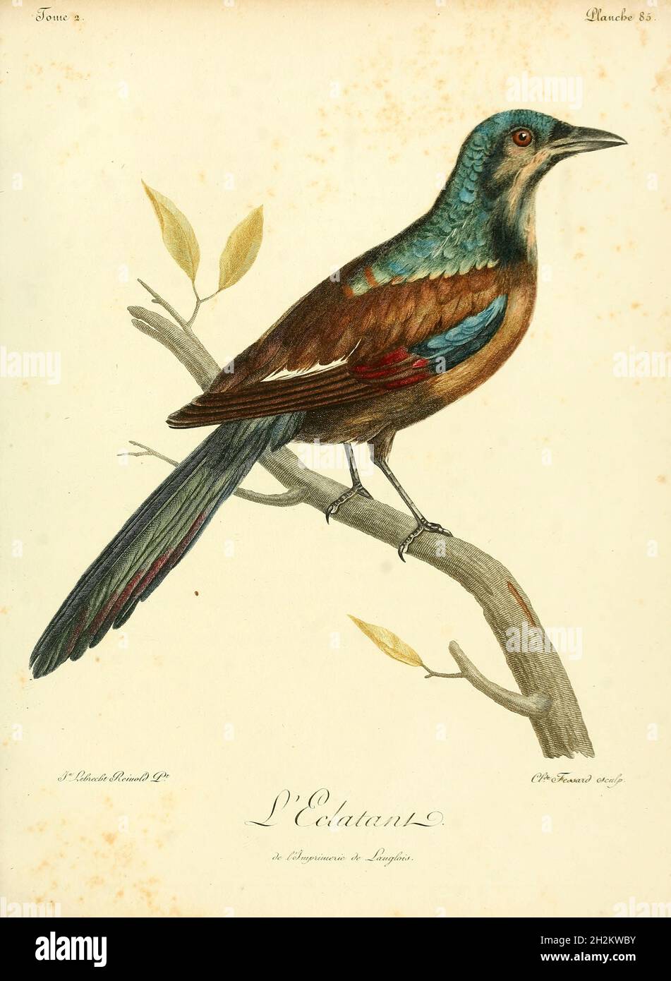 Oiseau, illustration du XVIIIe siècle Banque D'Images