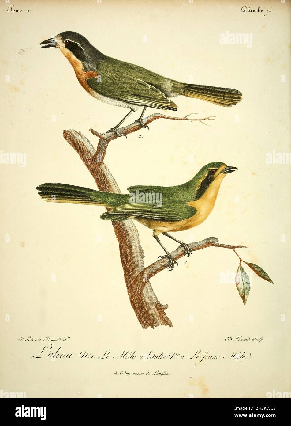 oliva mâle et femelle, illustration du XVIIIe siècle Banque D'Images