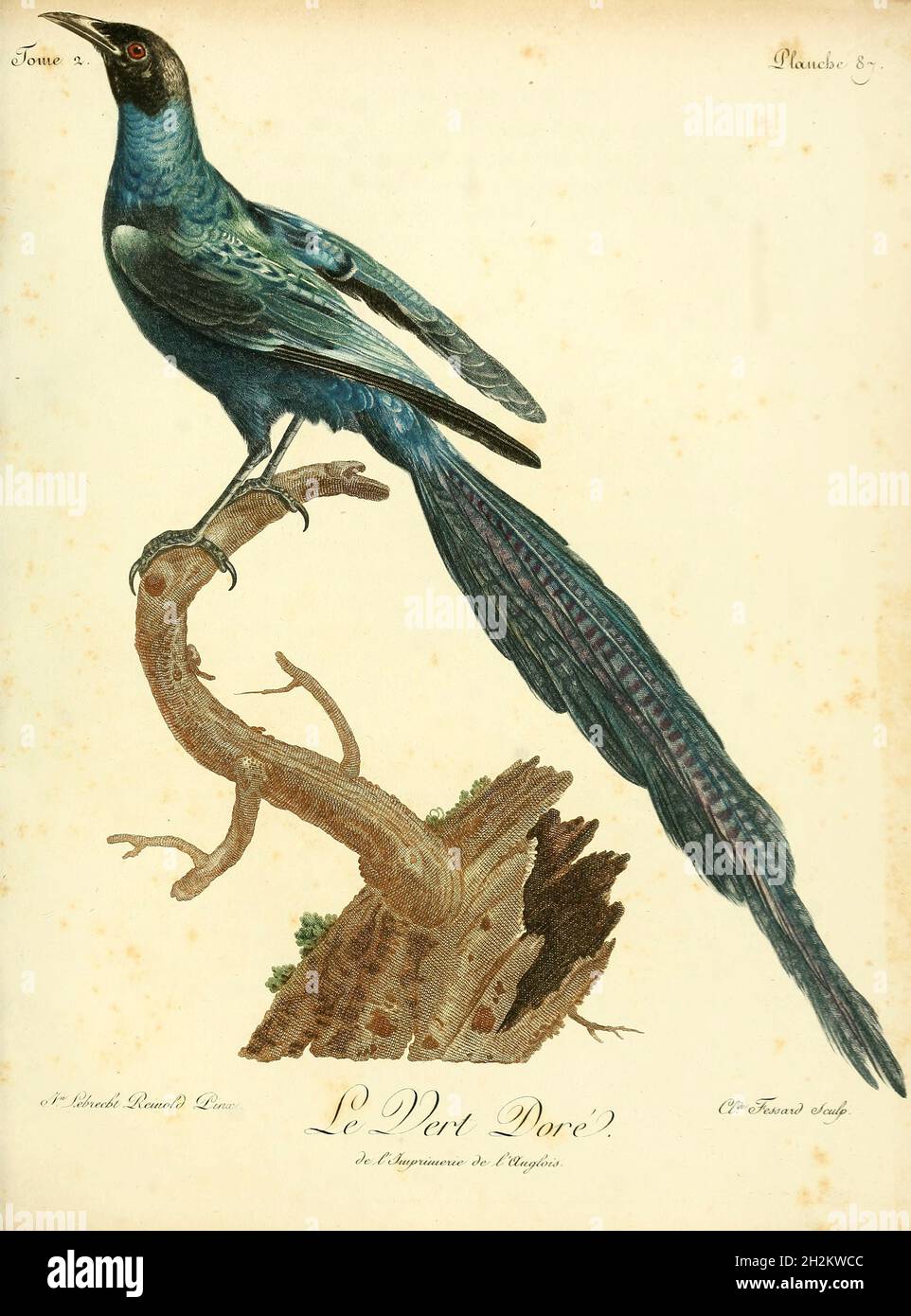 Oiseau, illustration du XVIIIe siècle Banque D'Images